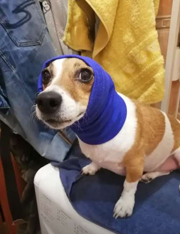 Зимний шарф для собак