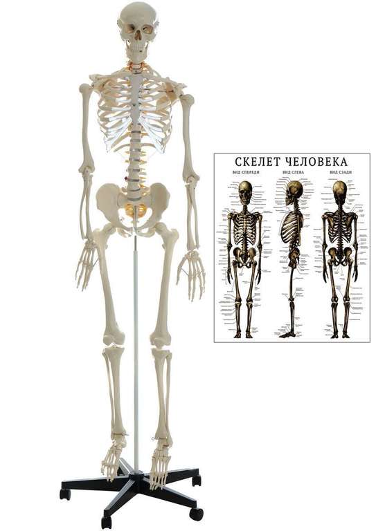 Скелет анатомический Ekomed 180 см.