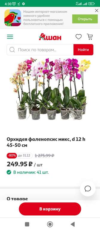 Орхидея фаленопсис микс D12 H45-50 Живая.