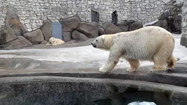 Гости в белом смогут бесплатно посетить Московский зоопарк 27 февраля