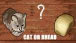 [PC] Cat or Bread?