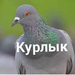 курлык