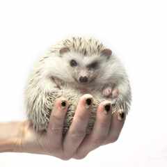 Hedgehog