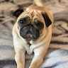 Pug_Mother