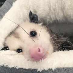 opossum аватар