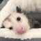opossum аватар