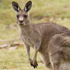 Kangaroo