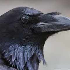 huginn