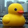 Yellow_Duck