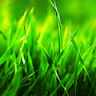 Grass_Green