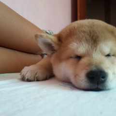 Shibainu