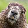 Marmot аватар