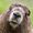 Marmot аватар